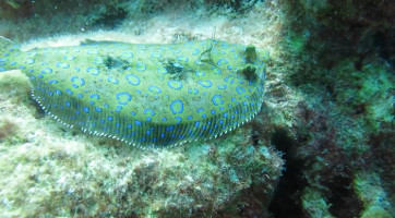 peacockflounder6057